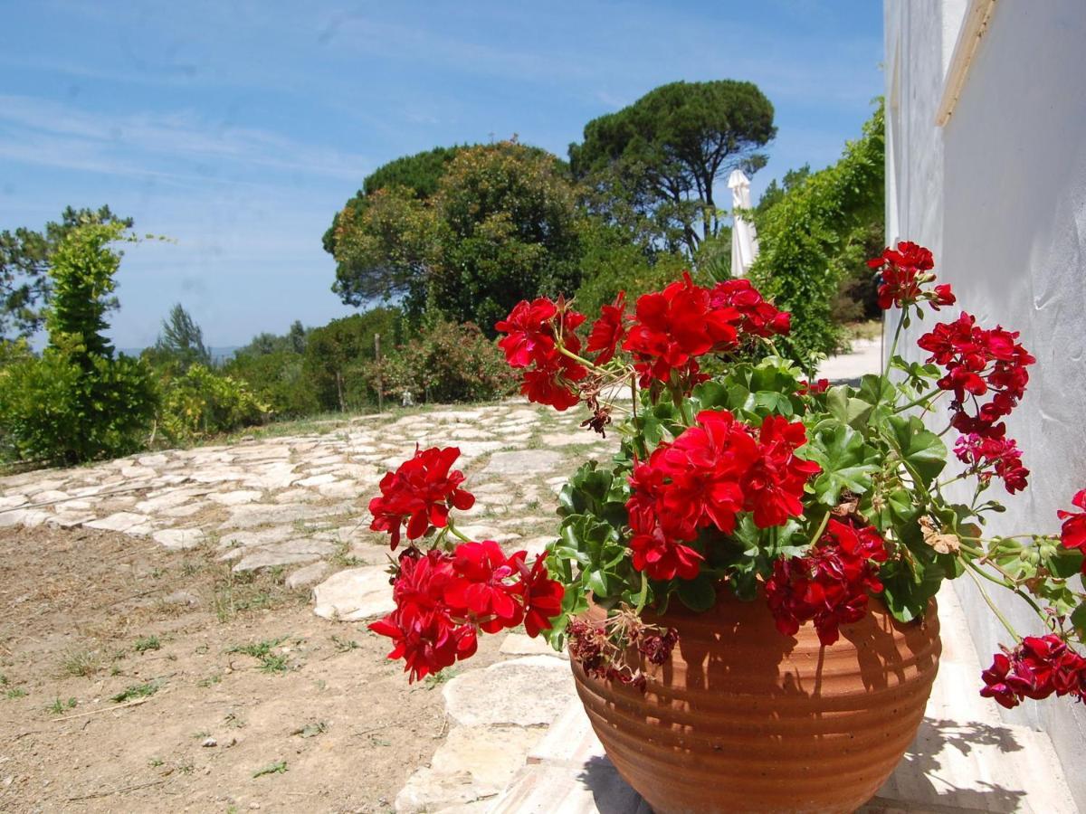 A Perfect Villa With Pool Terrace And Garden Alcobaça Eksteriør billede